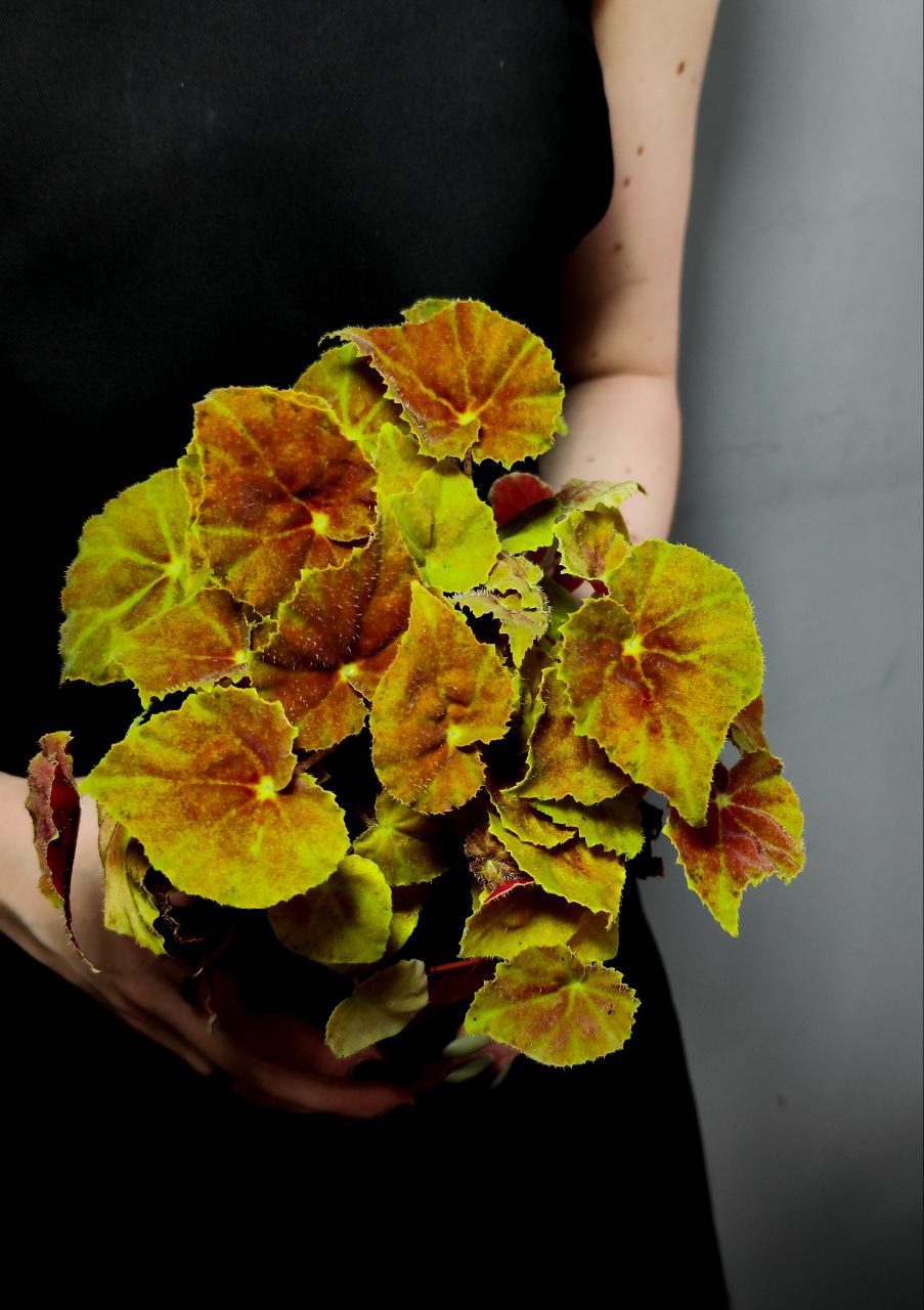 Бегония Амбер Лав (Begonia Beleaf Amber Love) D12см