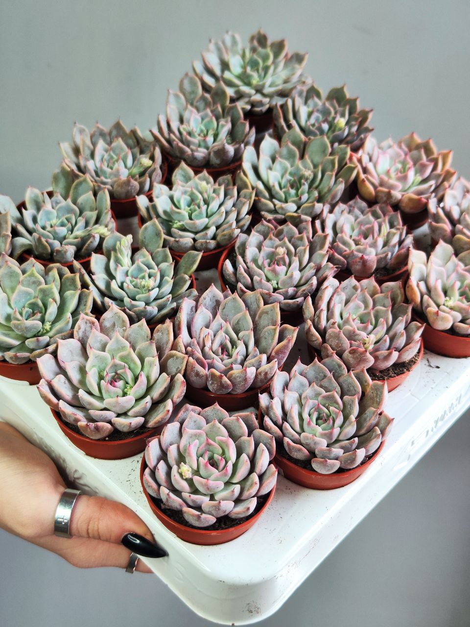 Эхеверия Розеа (Echeveria Rosea) D5см