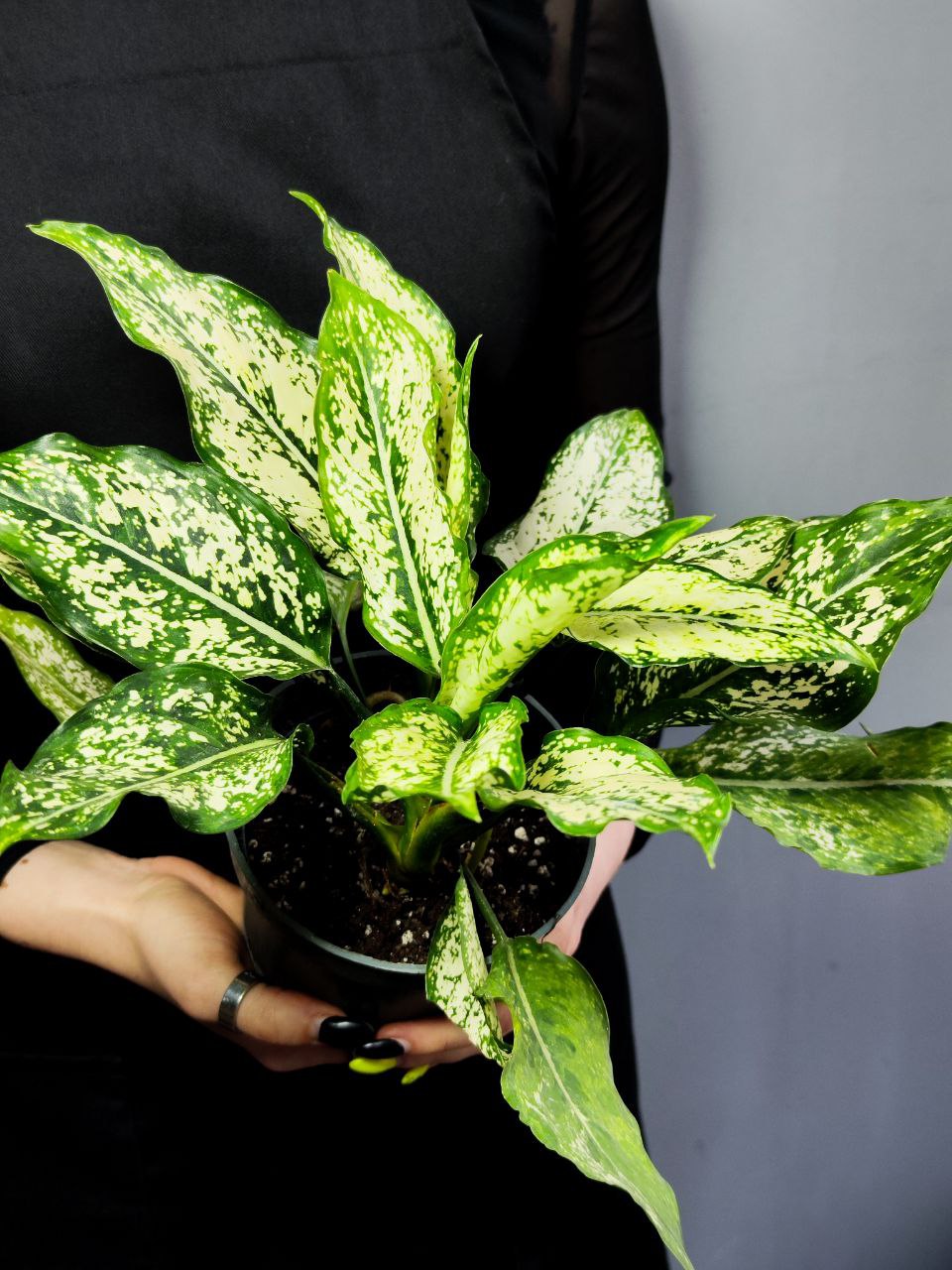 Аглаонема Спринг Сноу (Aglaonema Spring Snow) D12см