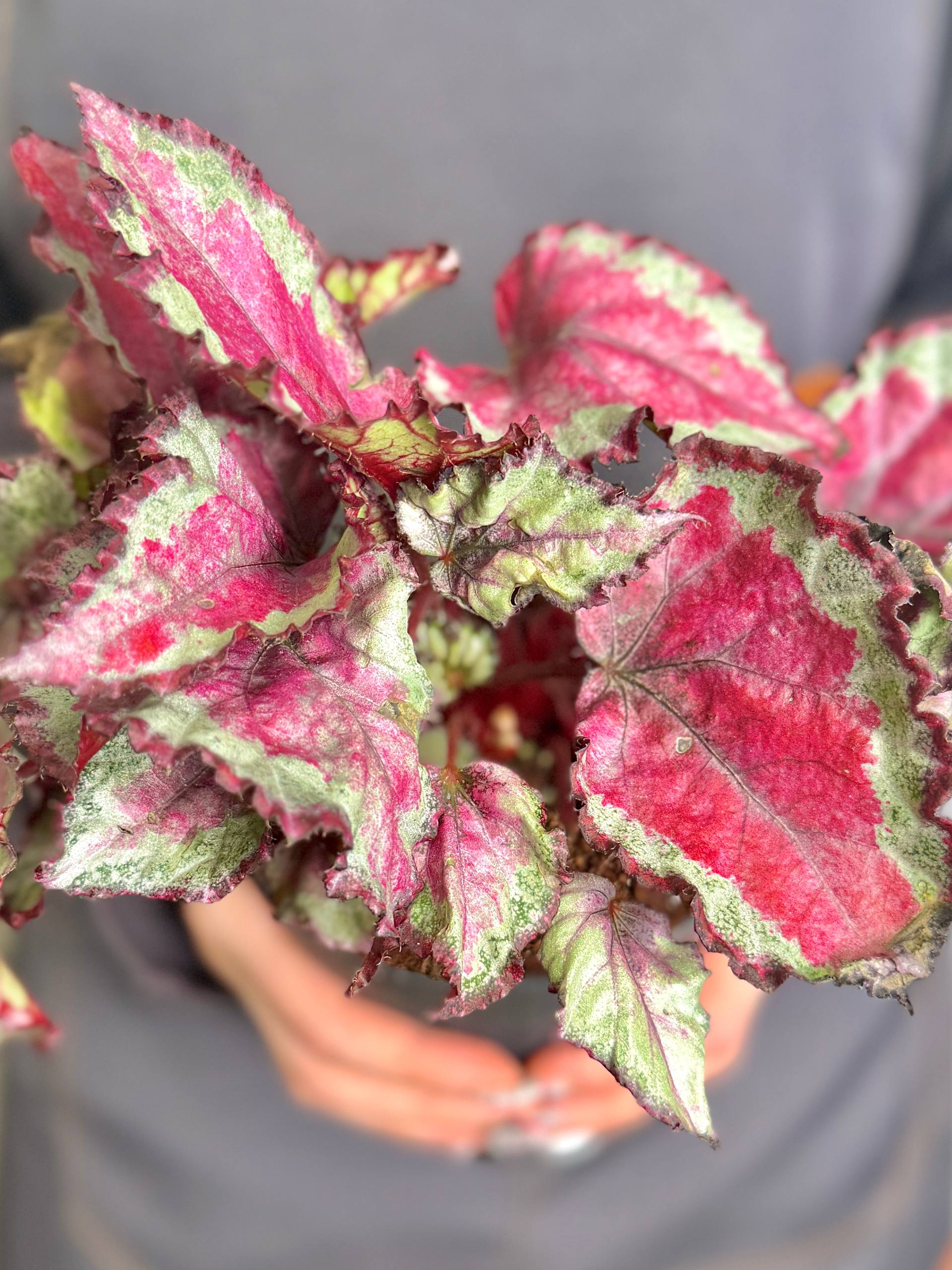 Бегония Рекс Спитфайр (Begonia Rex Spitfire) D12см