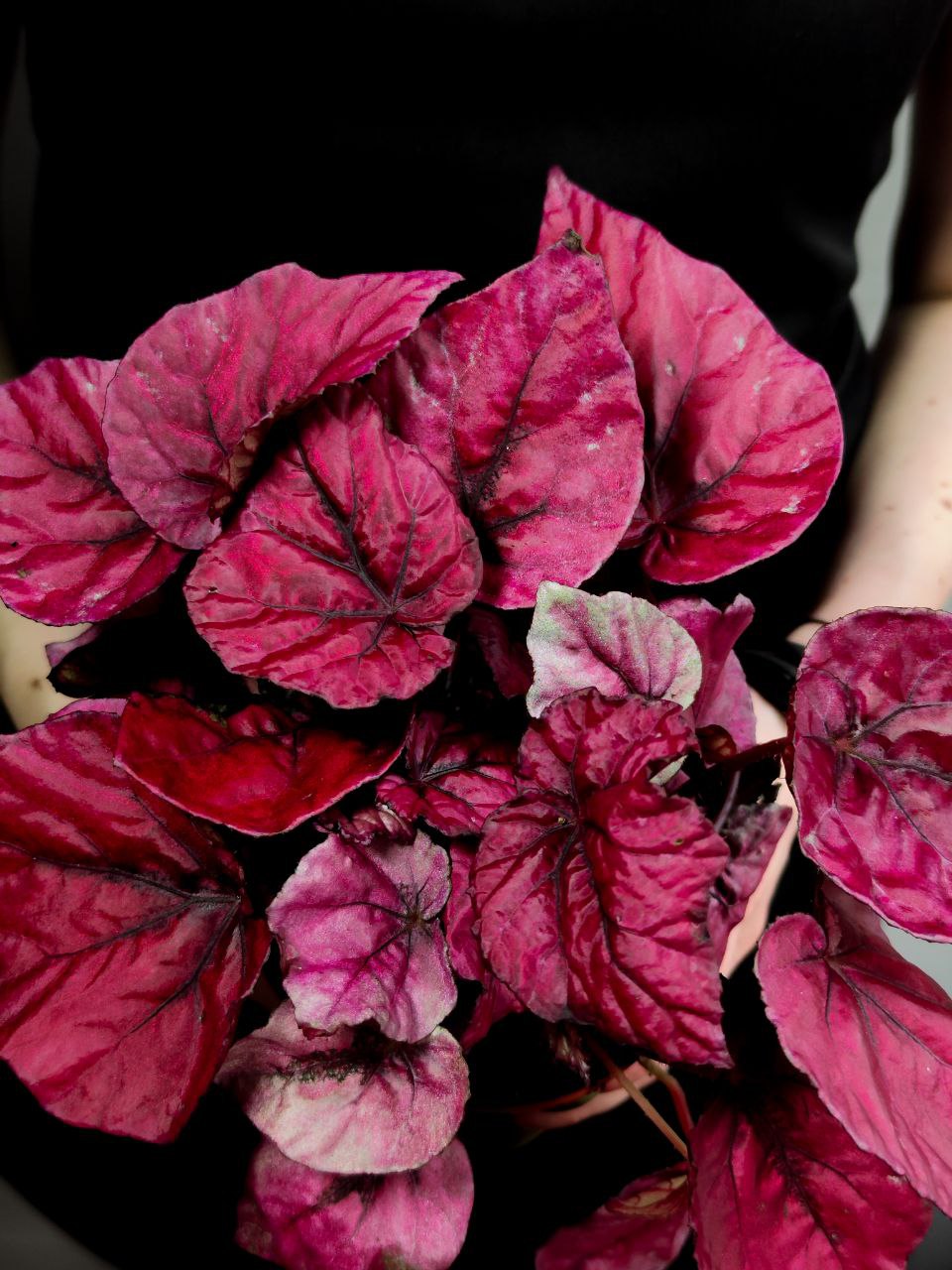 Бегония Рекс Инка Флейм (Begonia Rex Inca Flame) D12см