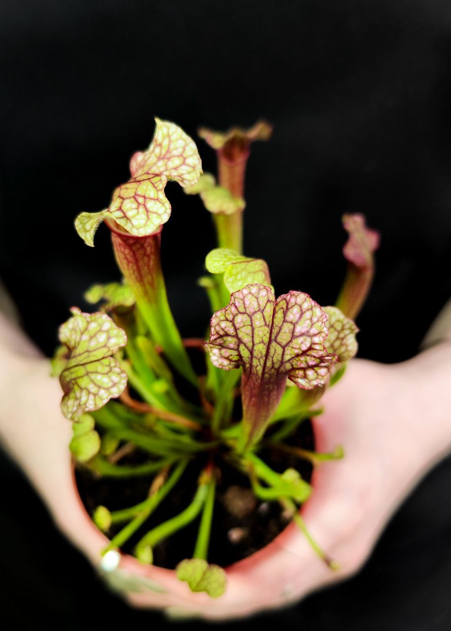 Саррацения Джудит Хиндл (Sarracenia «Judith Hindle») D9см