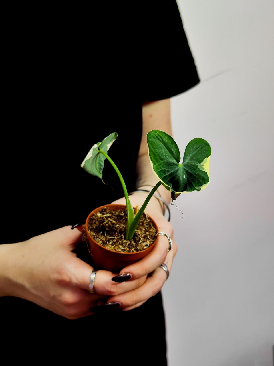 Алоказия Ксантозома Микки Маус (Alocasia Xanthosoma Mickey Mouse) D6см