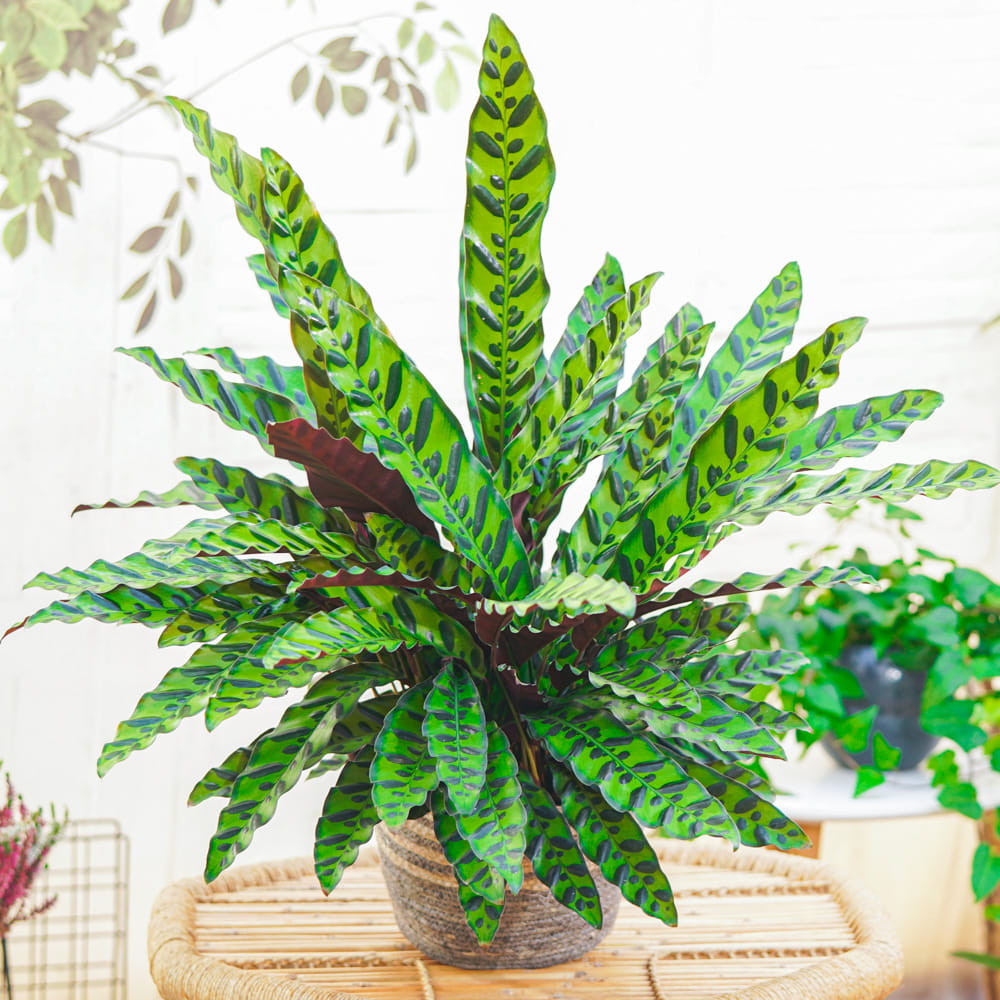 Калатея Лансифолия (Calathea Lancifolia) D6см