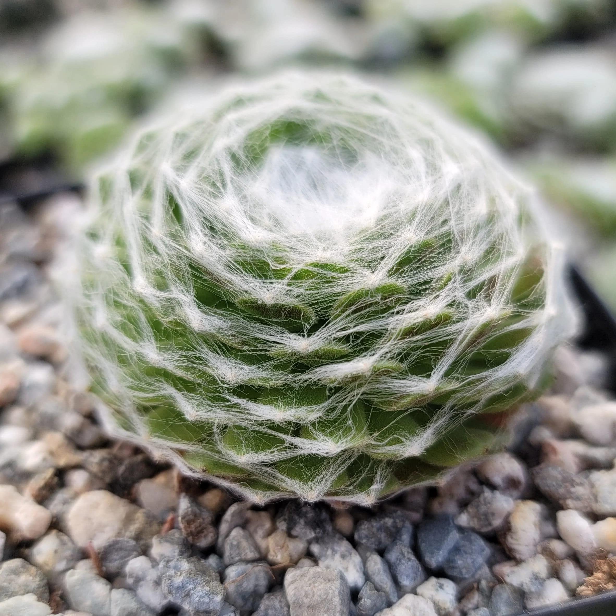 Молодило Паутинистое (Sempervivum Аrachnoideum) D5см