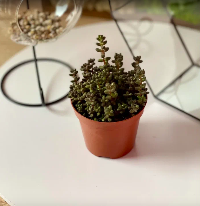Седум Сталя (Sedum Stahlii) D8cм