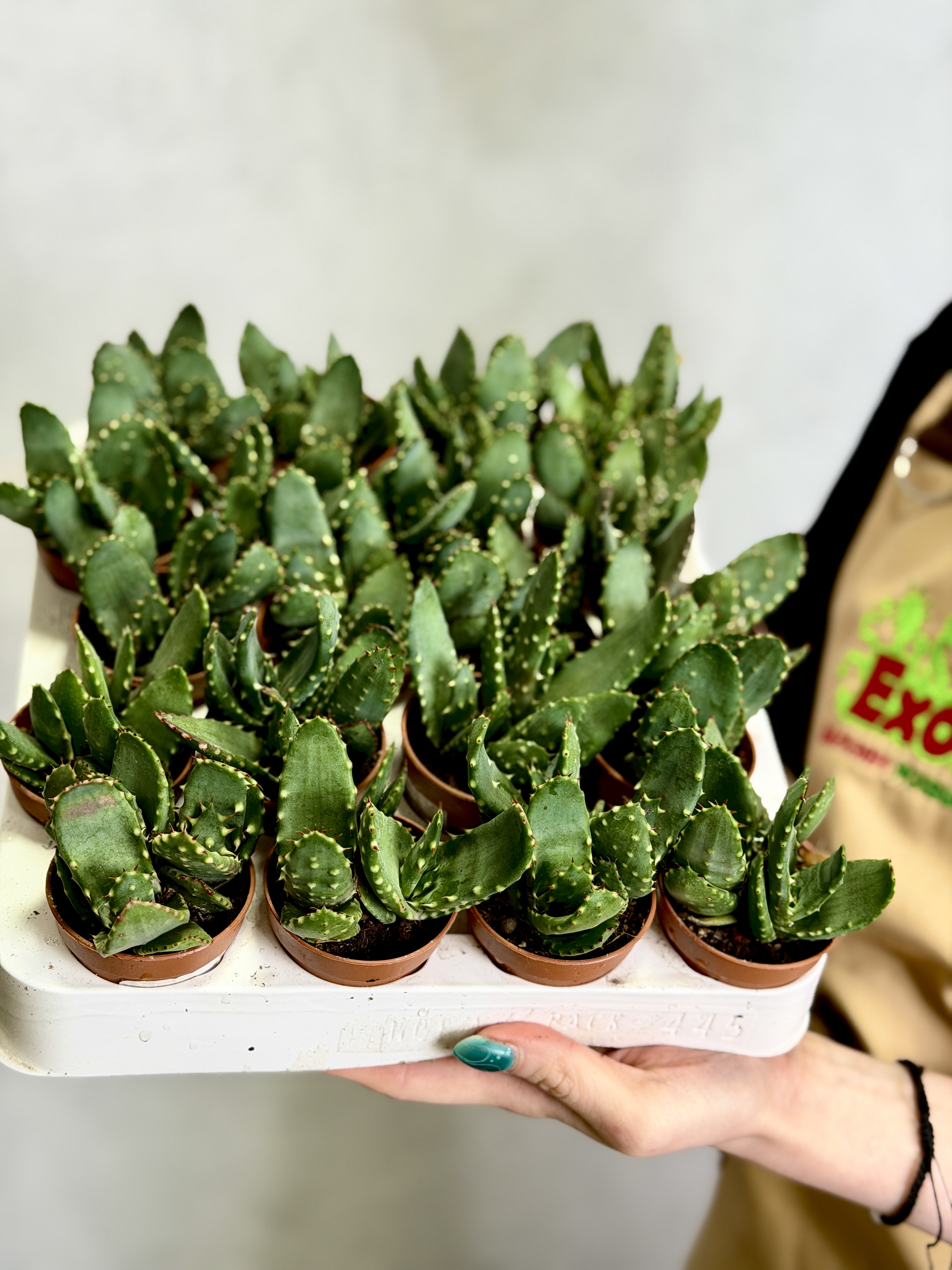 Алоэ Рейтзи, или Алоэ Рейтса (Aloe Reitzii) D5см