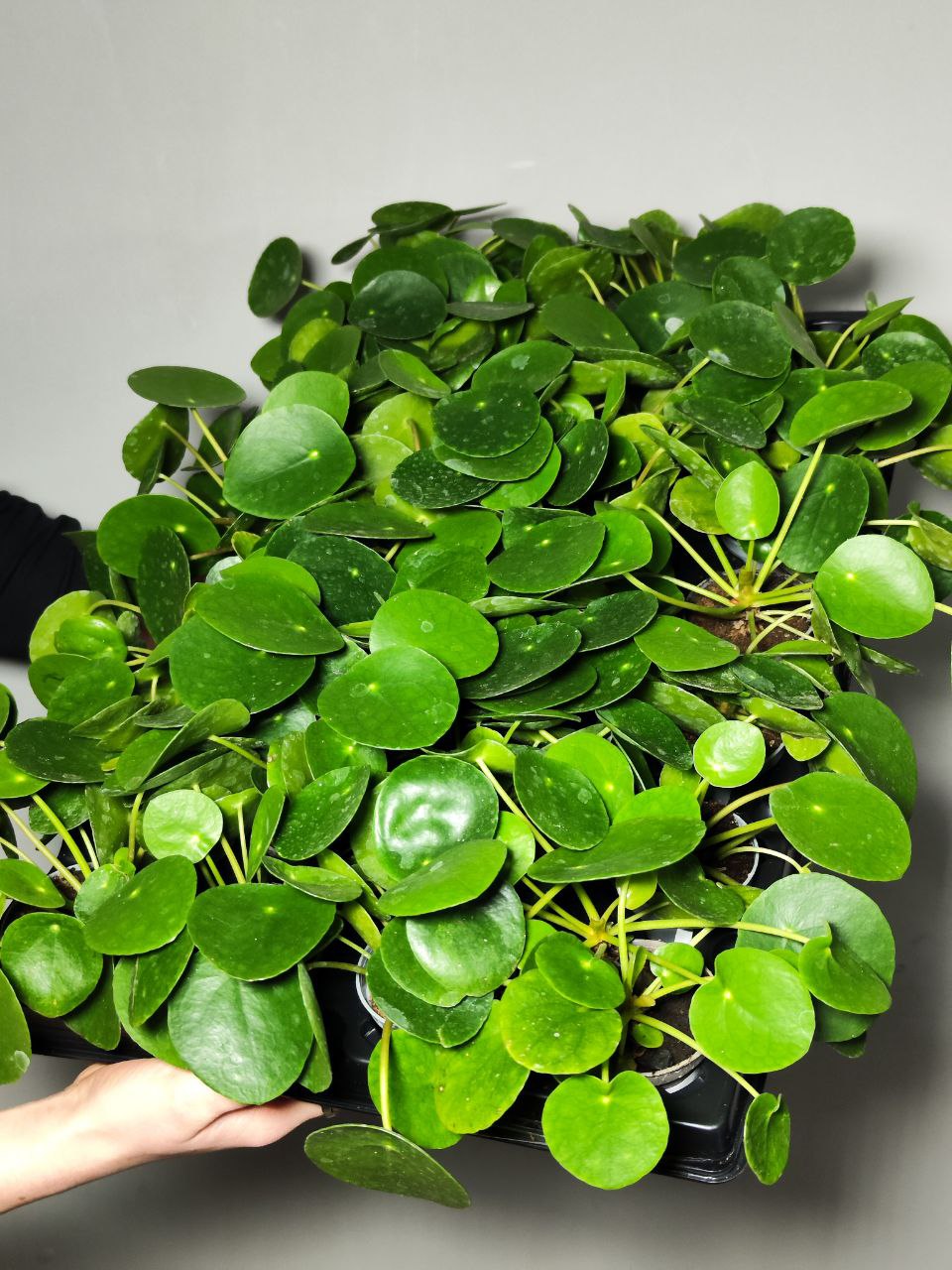 Пилея Пеперомиевидная (Pilea Peperomioides) D6см