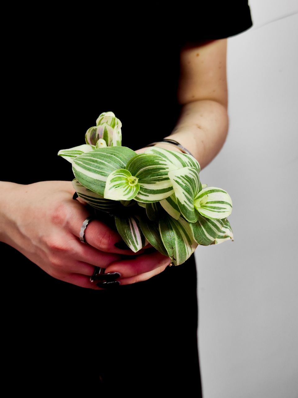 Традесканция Белоцветковая Брайтнесс (Tradescantia Brightness) D5см