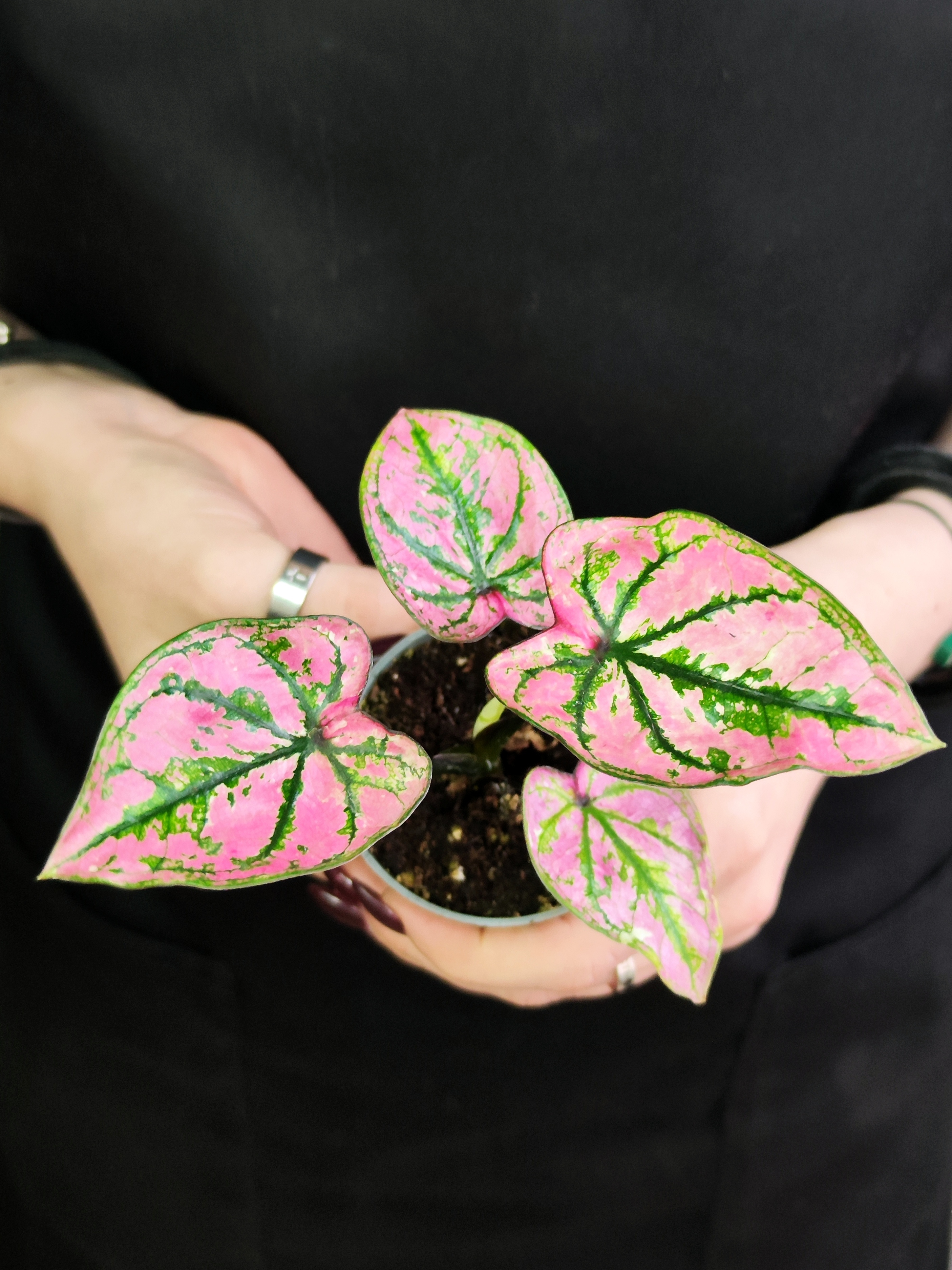 Каладиум Светло - Пурпурный (Caladium Purple Light) D6см