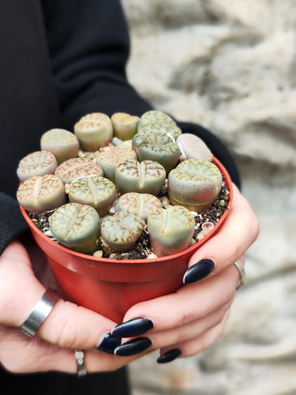 Буро-Коричневые Литопсы Аукамп (Lithops Aucampiae) D8см