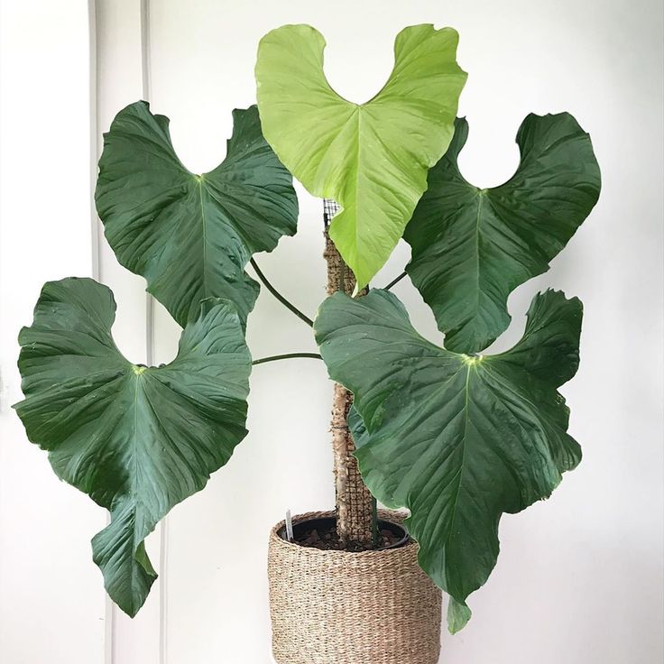 Антуриум Балаоанум (Anthurium Balaoanum) D6см
