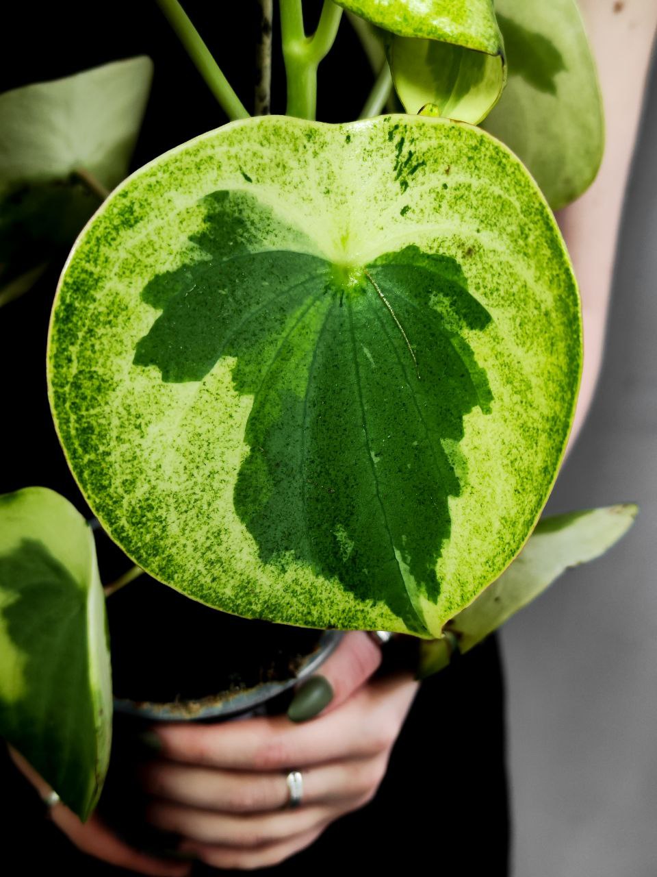 Пеперомия Полиботрия Рейндроп Вариегатная (Peperomia Polybotrya Raindrop Variegata) D12см