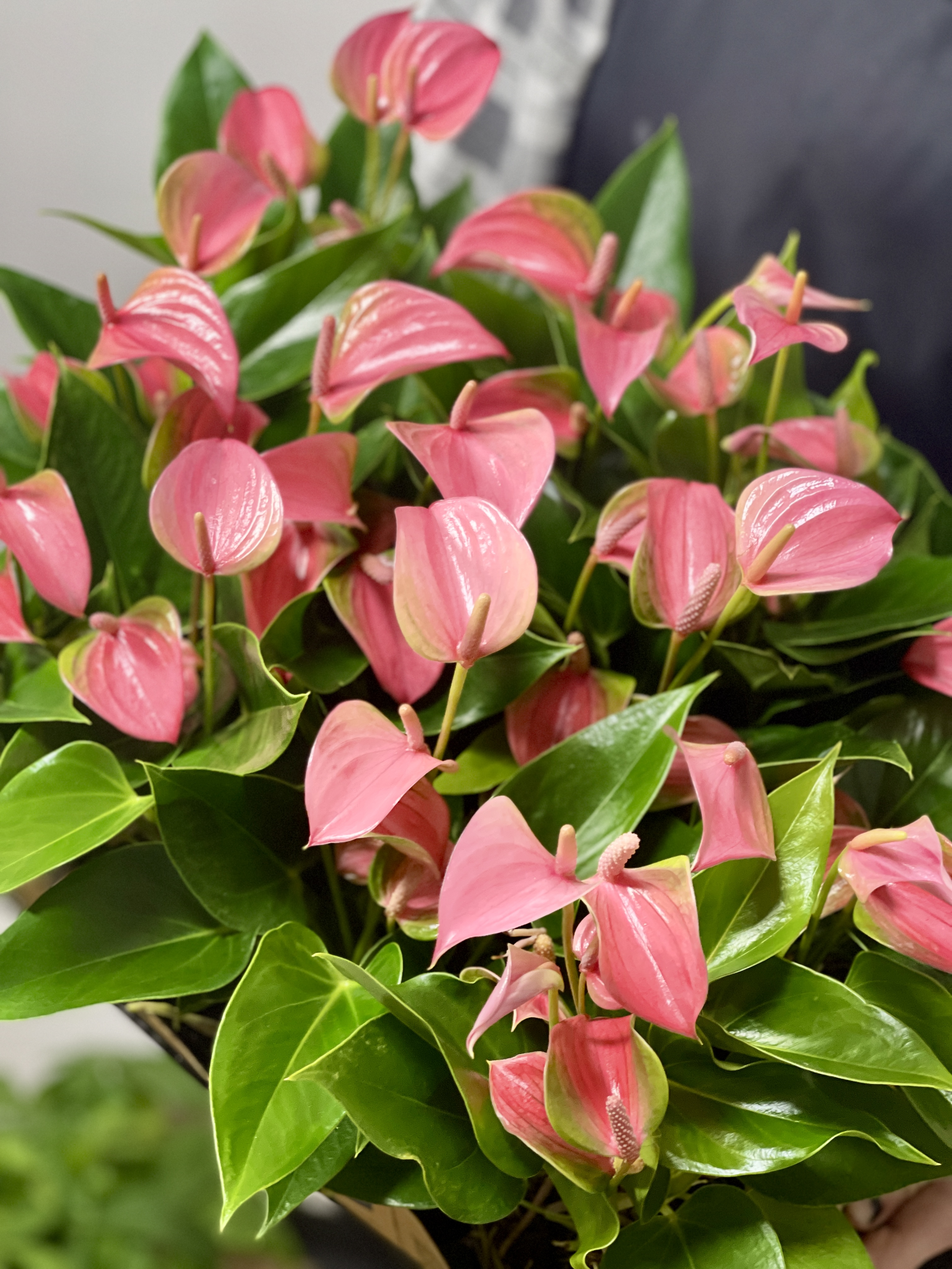 Антуриум Андреанум Карма Джоли (Anthurium Andreanum Karma Joli) D9см