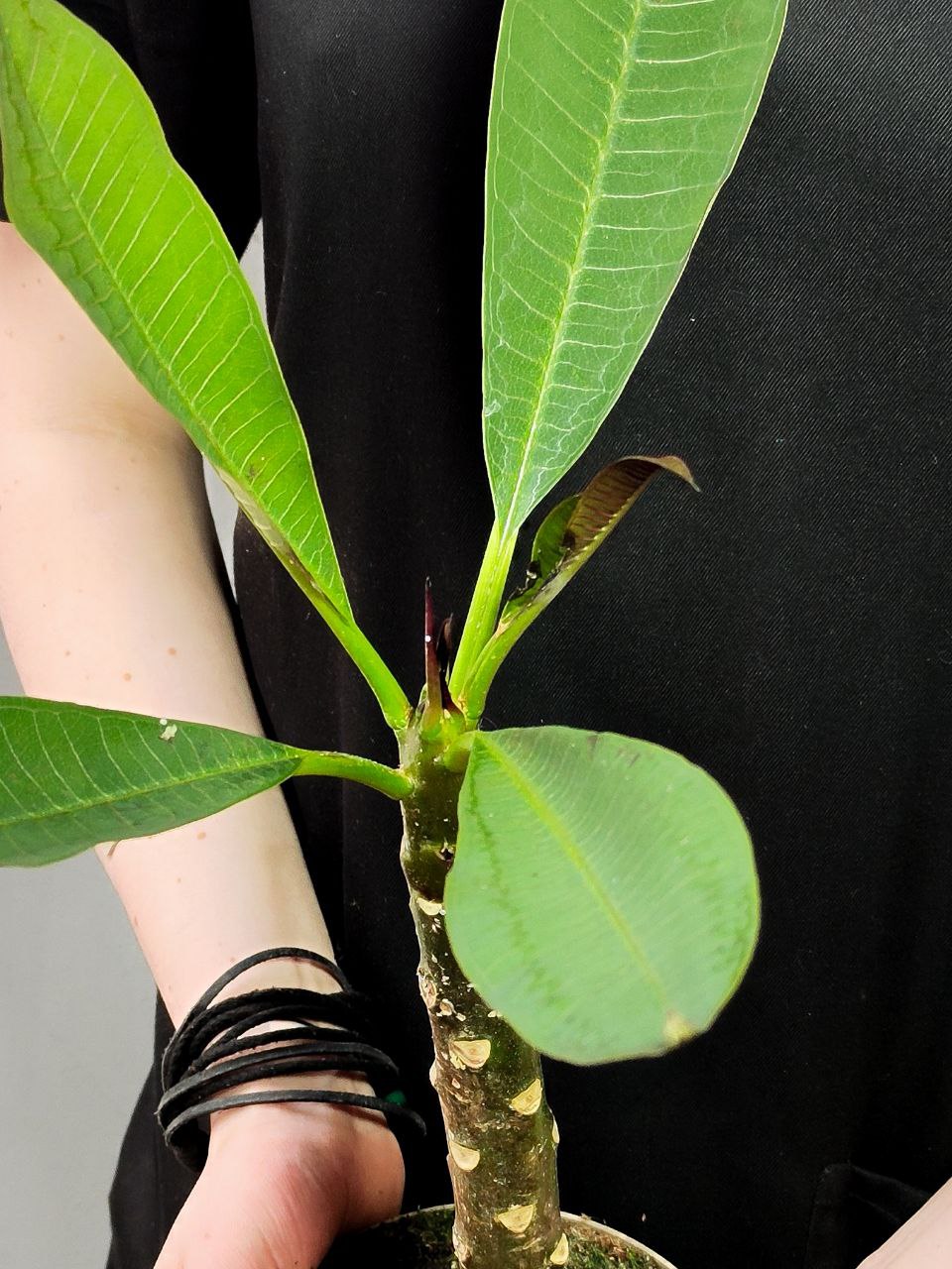 Плюмерия Рубра (Plumeria Rubra) D14см