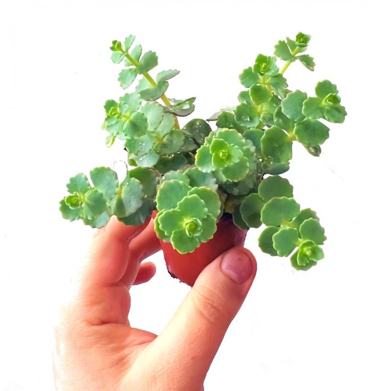 Седум Зибольда (Sedum Sieboldii) D5см