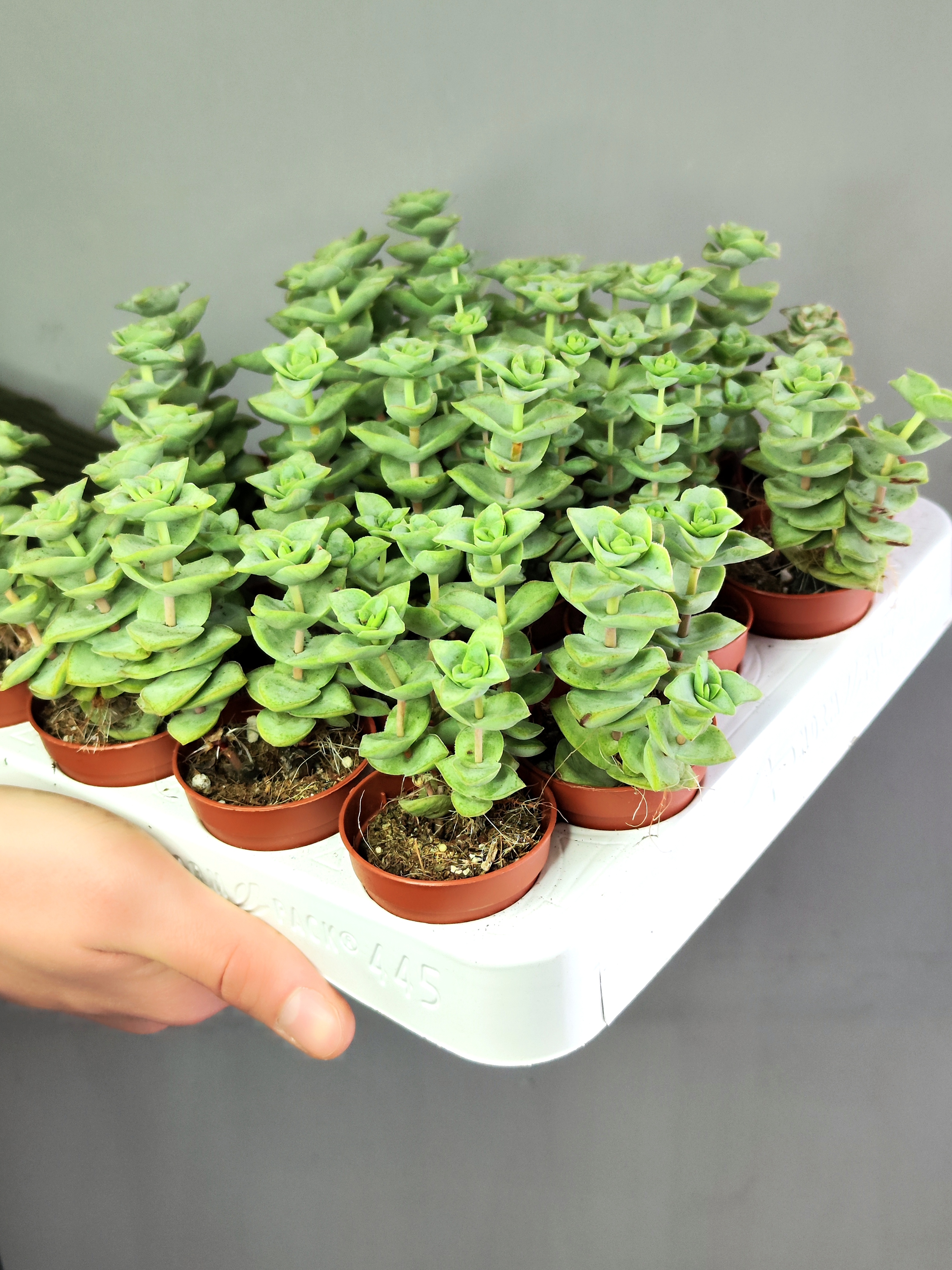 Крассула Перфората Мэджик (Crassula Perforata Magic) D5см