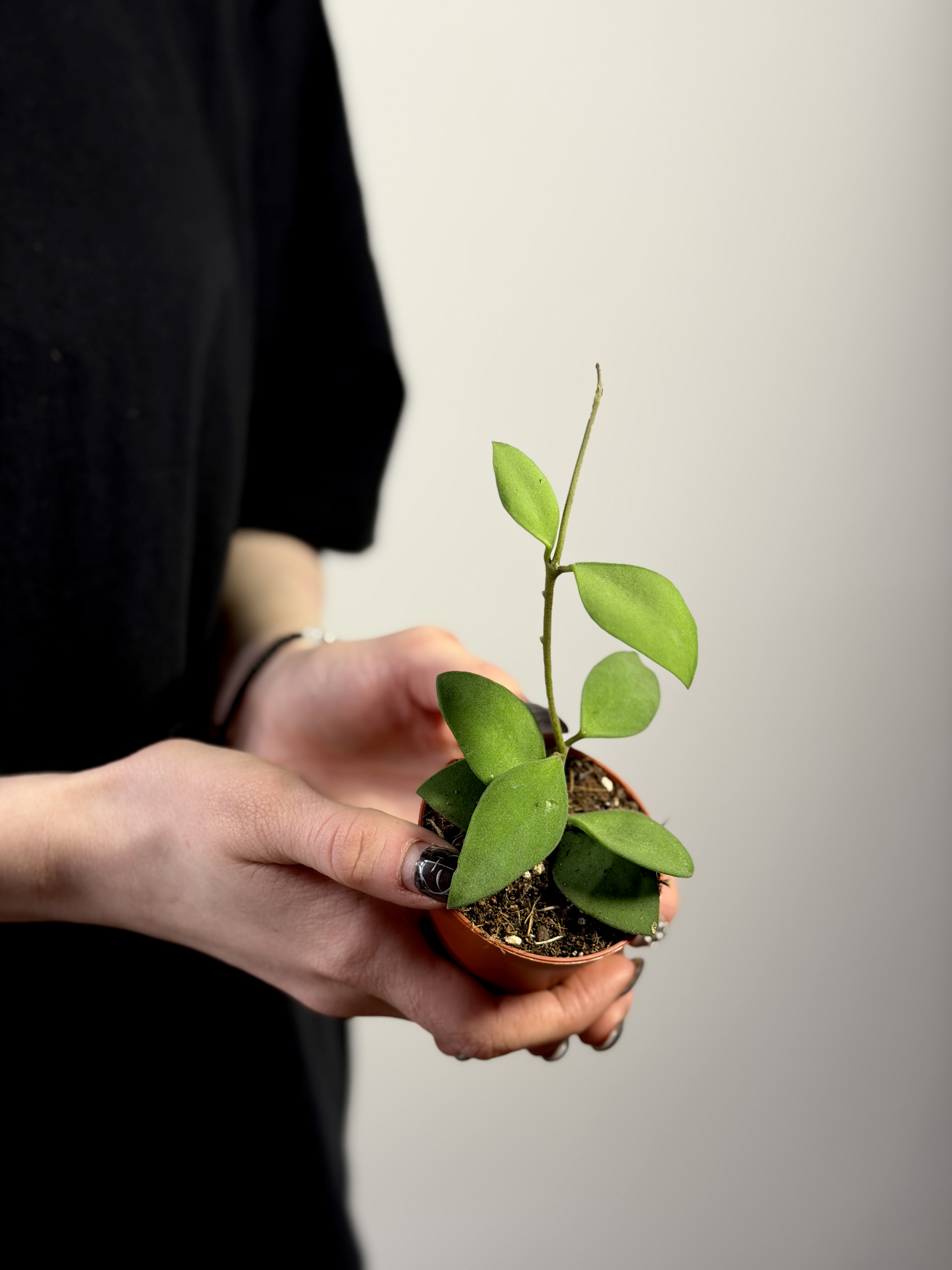 Хойя Нуммулариоидес (Hoya Nummularioides) D6см