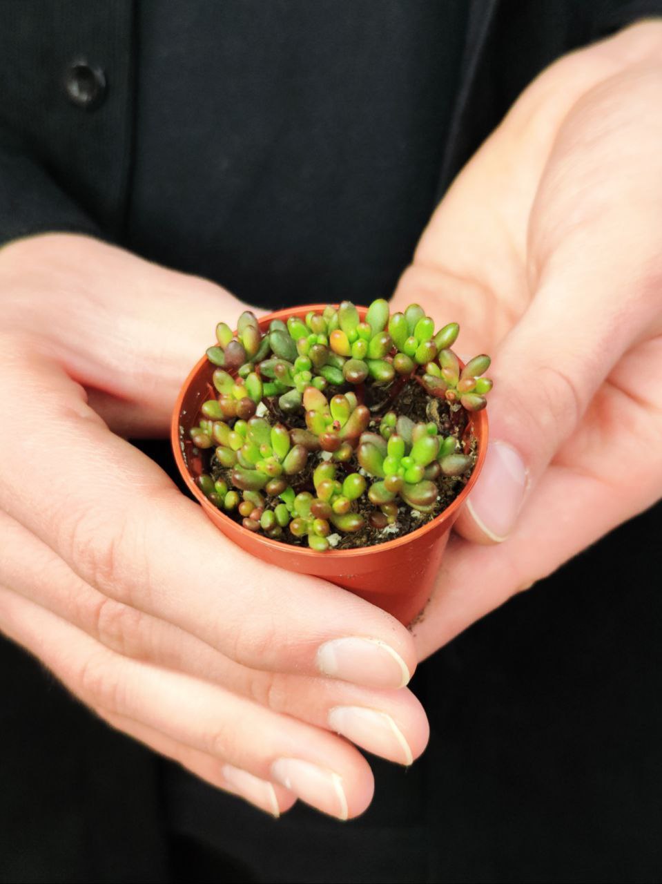Седум Рубротинктум Мини (Sedum Rubrotinctum Mini) D5см
