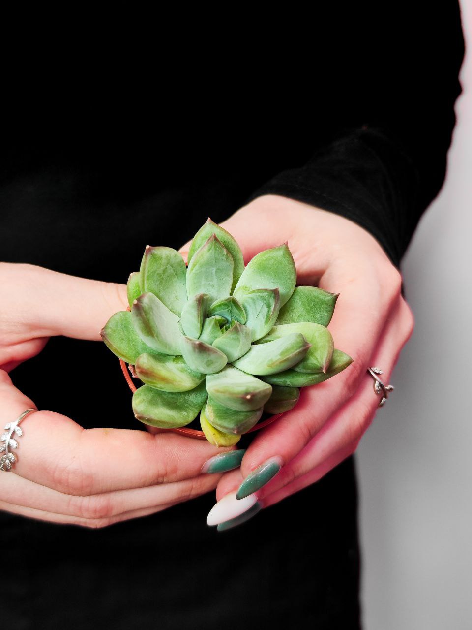 Эхеверия Ригель (Echeveria Riegel) D5см