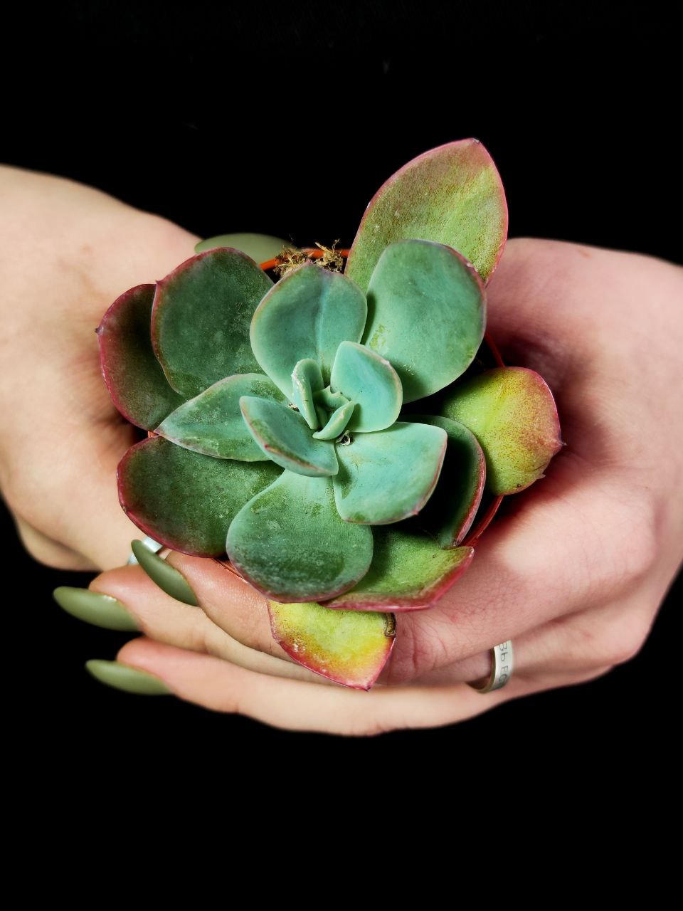 Эхеверия Луэлла (Echeveria Luella) D5см