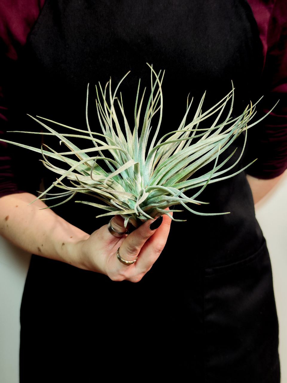 Тилландсия Сильвер XL (Tillandsia Silver XL)