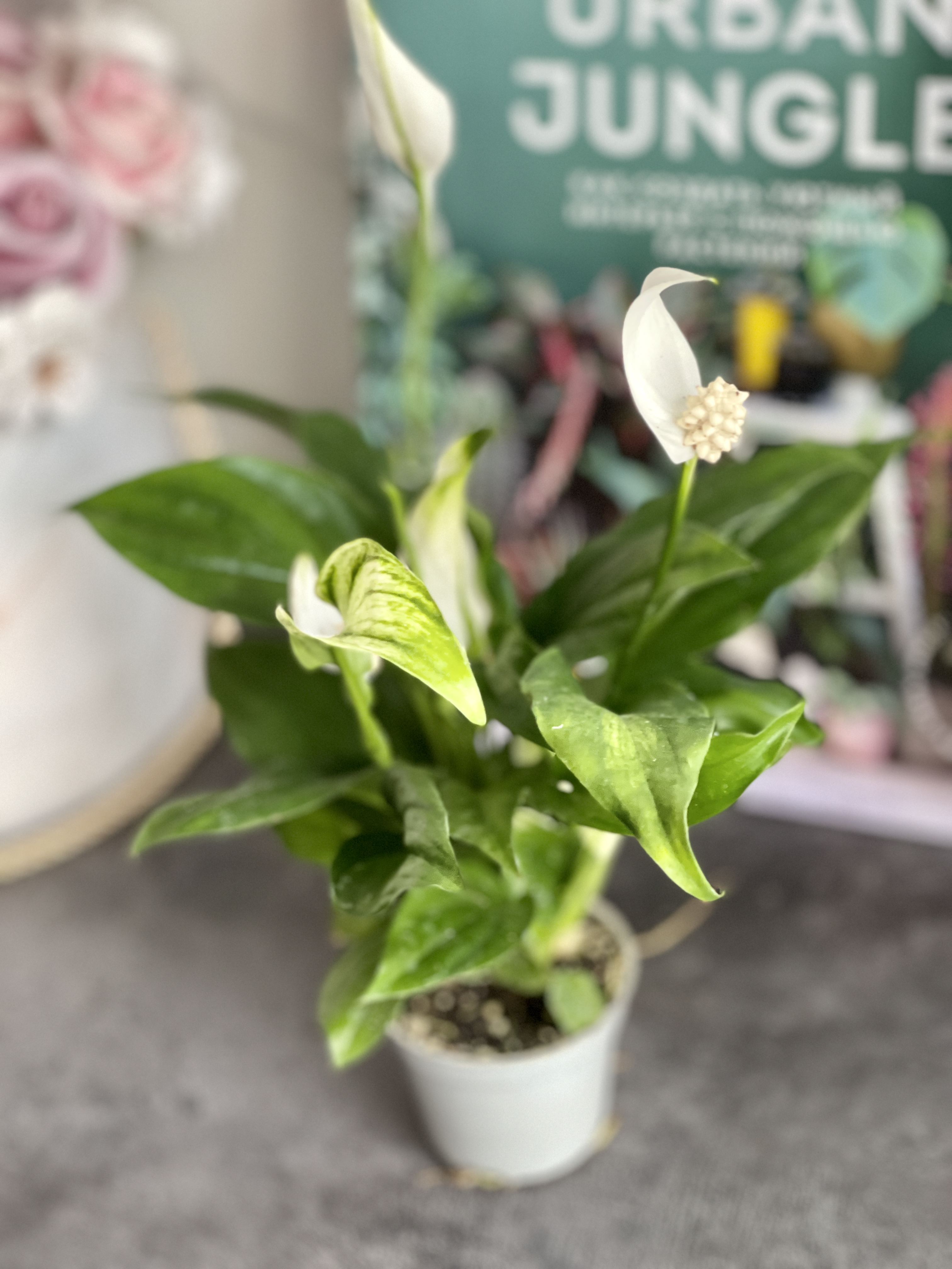Спатифиллум Перл Купидо (Spathiphyllum Pearl Cupido) D7см
