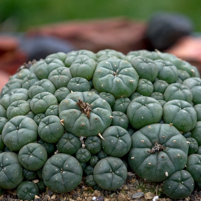 Кактус Лофофора Уильямса (Lophophora Williamsii) D5см