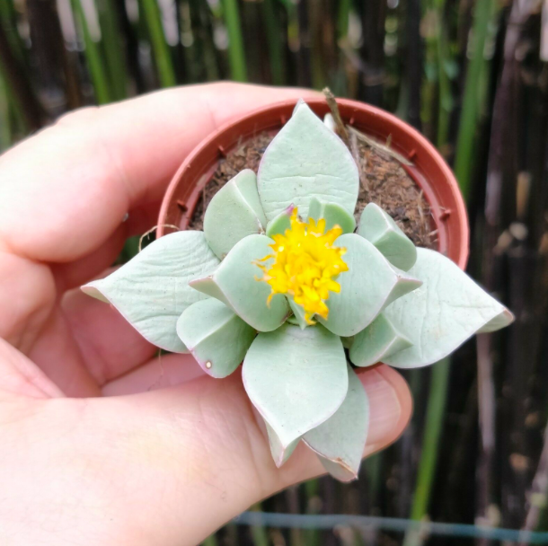 Махайрофиллум Коротколистный (Machairophyllum Brevifolium) D5см