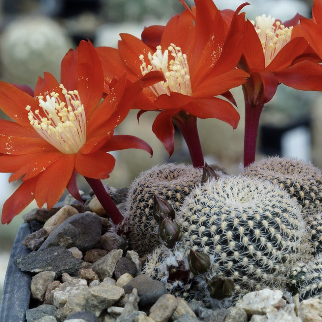 Ребуция Нитида (Rebutia Nitida) D5см