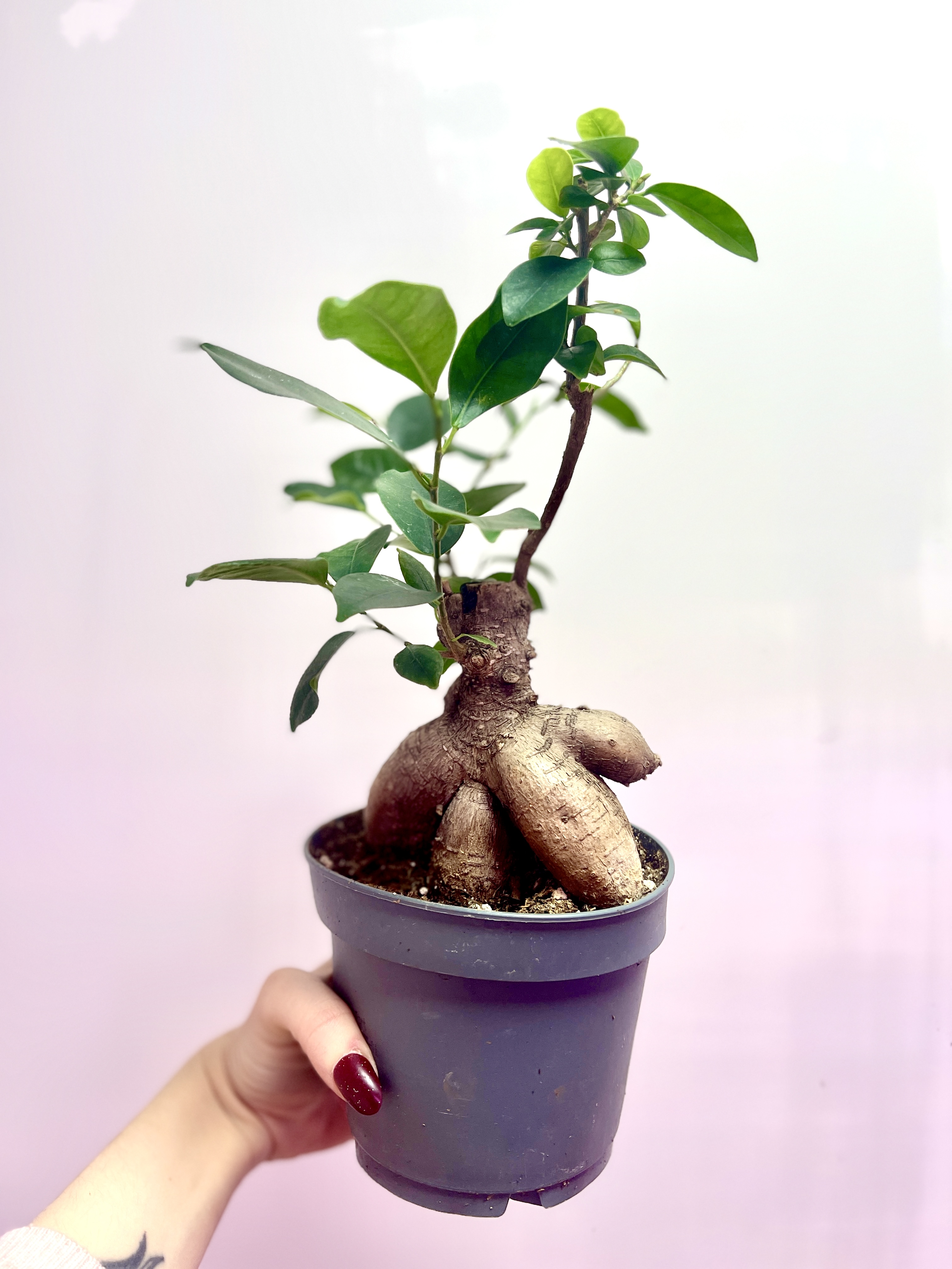 Бонсай Фикус микрокарпа (Ficus microcarpa) D11см (уцененный)