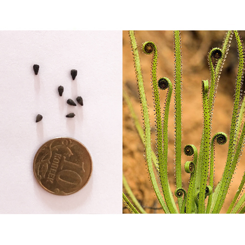 Семена Росолиста лузитанского (Drosophyllum lusitanicum) 2 шт