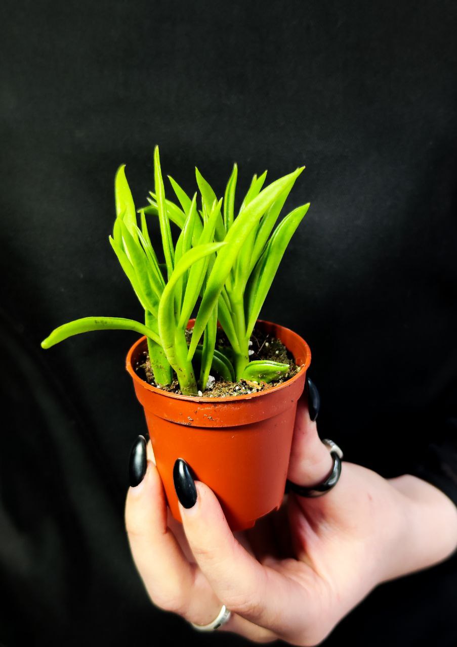 Крестовник Арчера Гималая (Senecio Archeri Himalaya) D6см