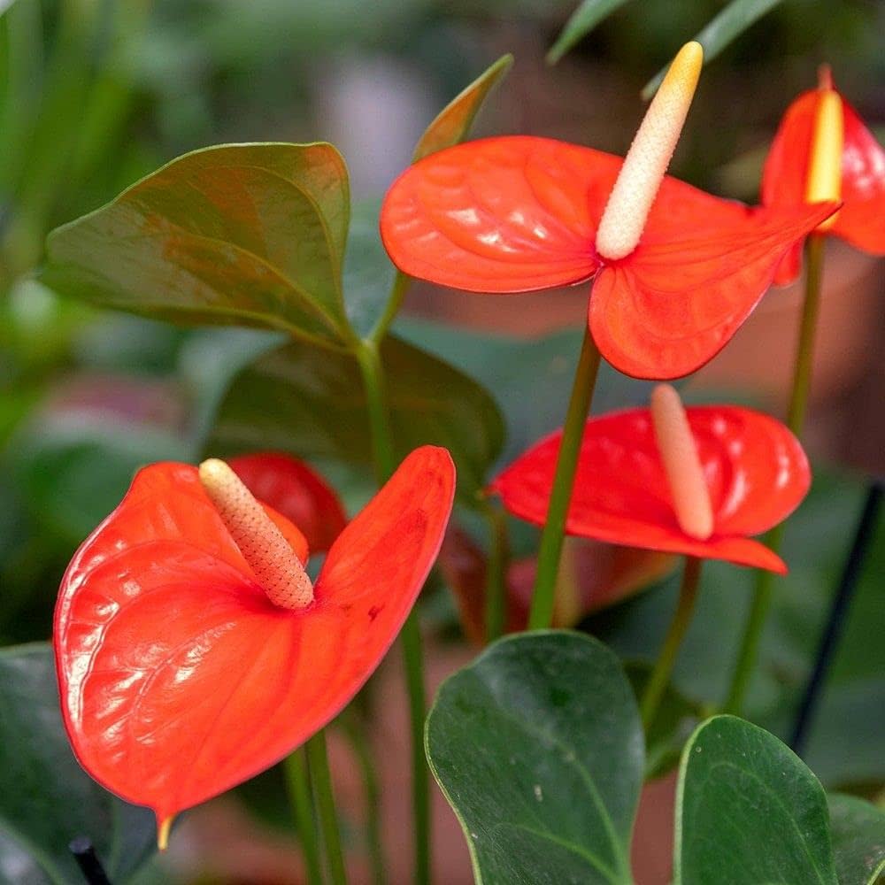 Антуриум Андре Оранжевый (Anthurium Аndraeanum Orange) D9см