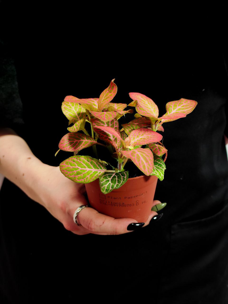 Фиттония Вершаффельта Пинк (Fittonia Verschaffeltii Pink) D8,5см