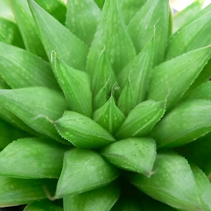 Хавортия Батесиана (Haworthia Batesiana) D5см
