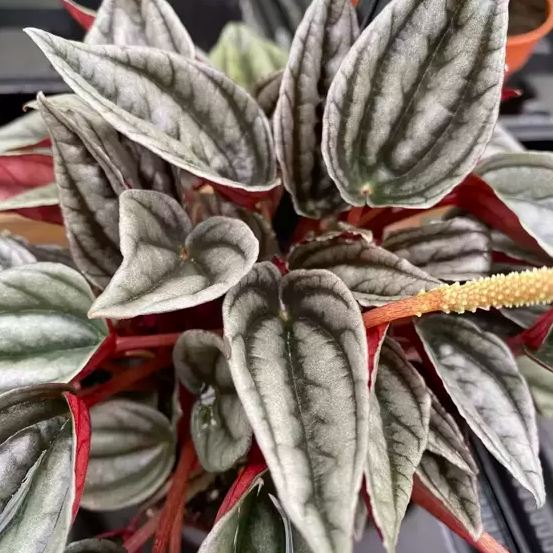 Пеперомия Каперата Мендоза (Peperomia Caperata Mendoza) D9см