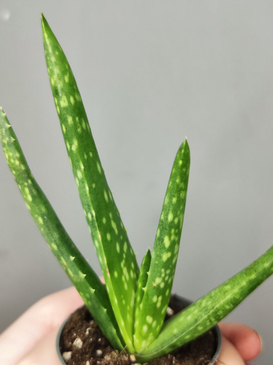 Алоэ Вера (Aloe Vera) D5см