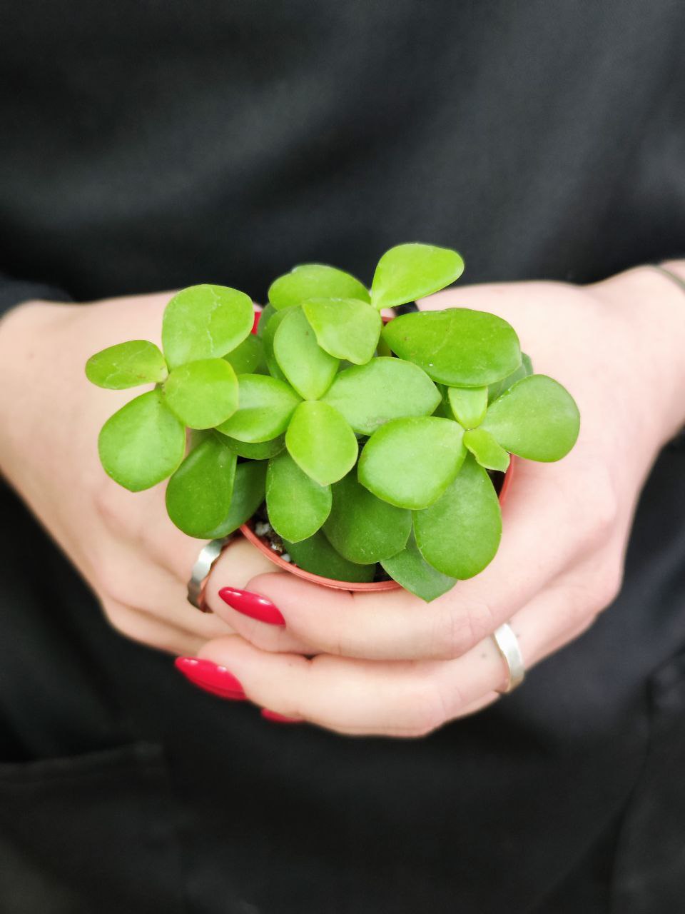 Портулакария Афра (Portulacaria Afra) D5см