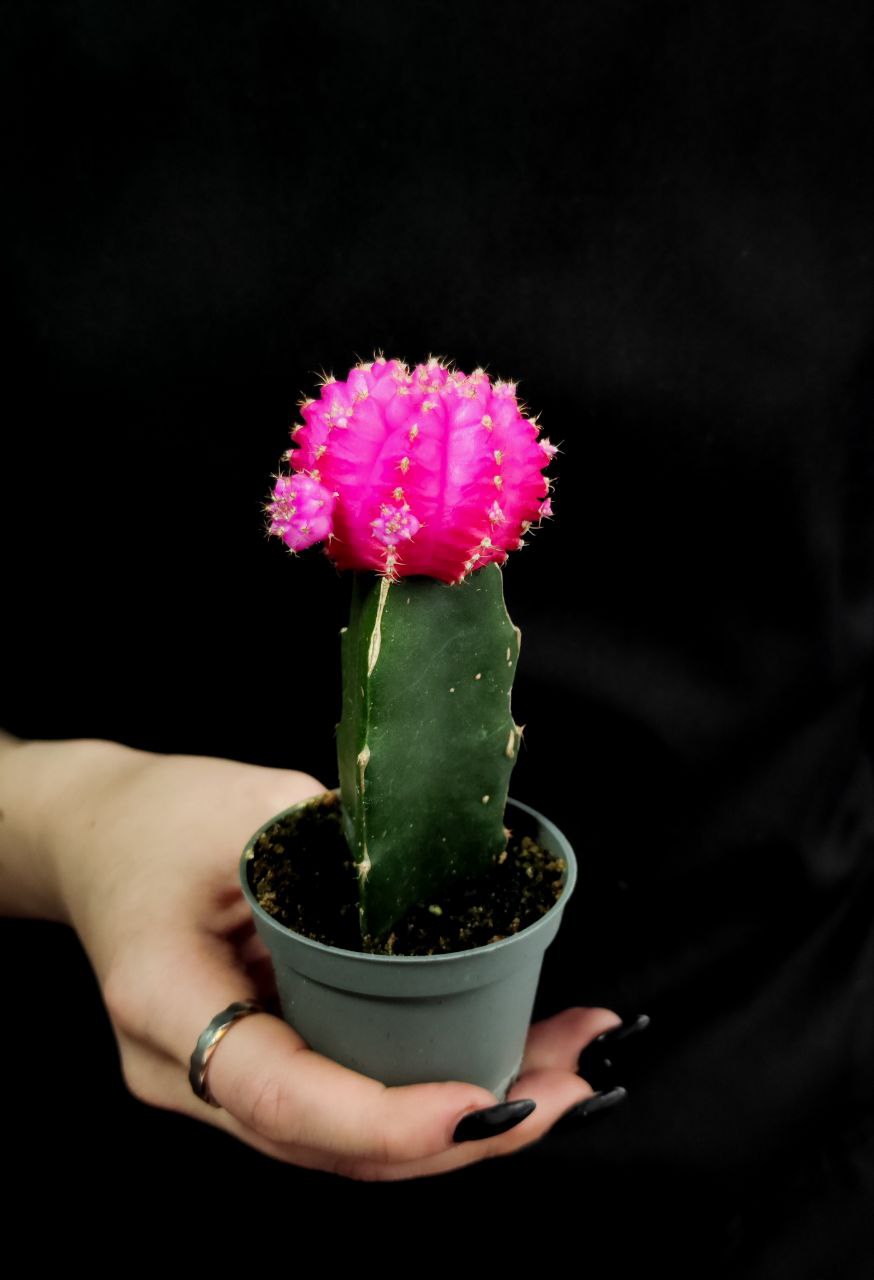 Кактус Гимнокалициум Михановича Розовый (Gymnocalycium Mihanovichii Pink) D5см