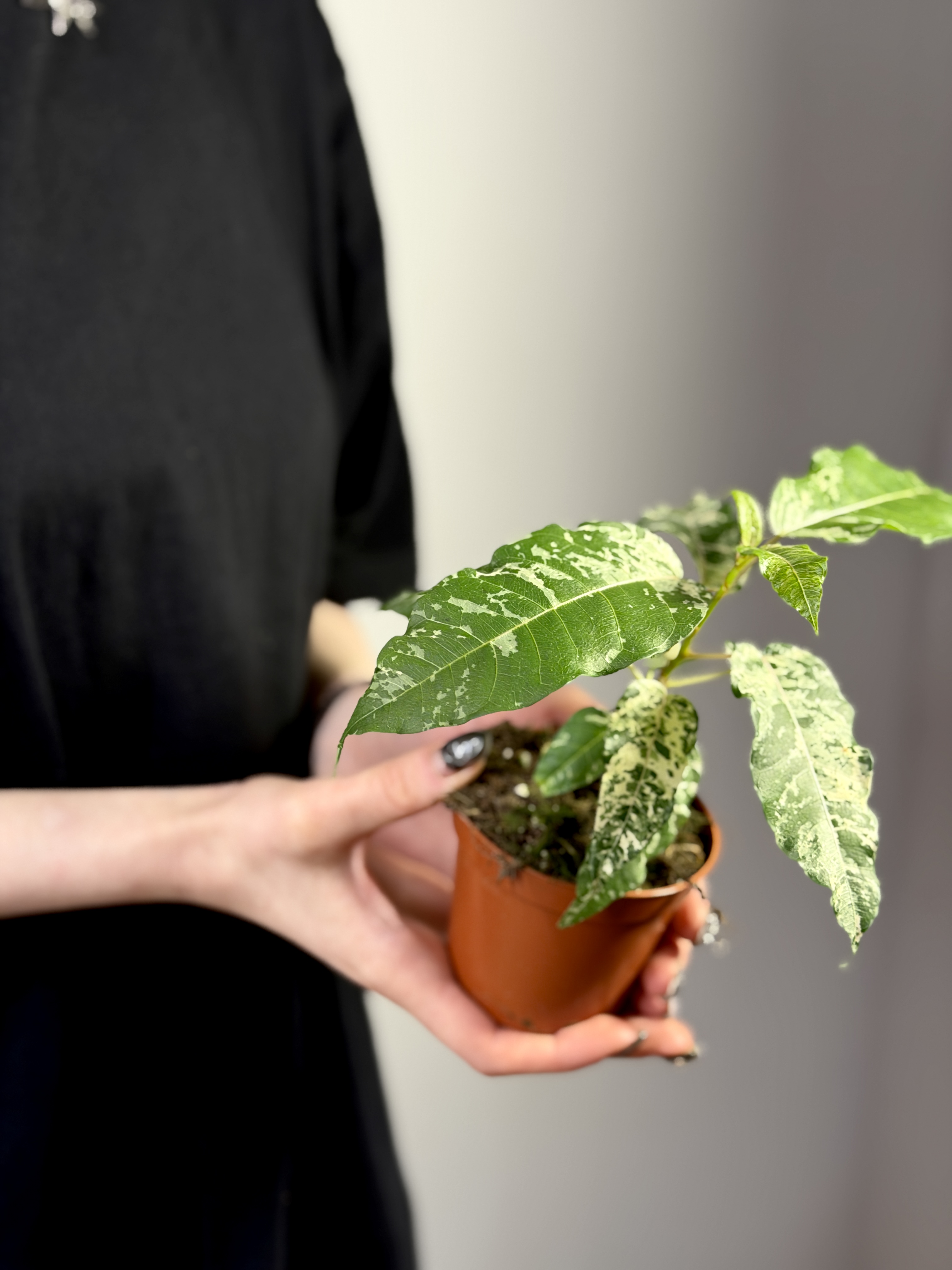 Фикус Сноушторм (Ficus Snowstorm) D8см