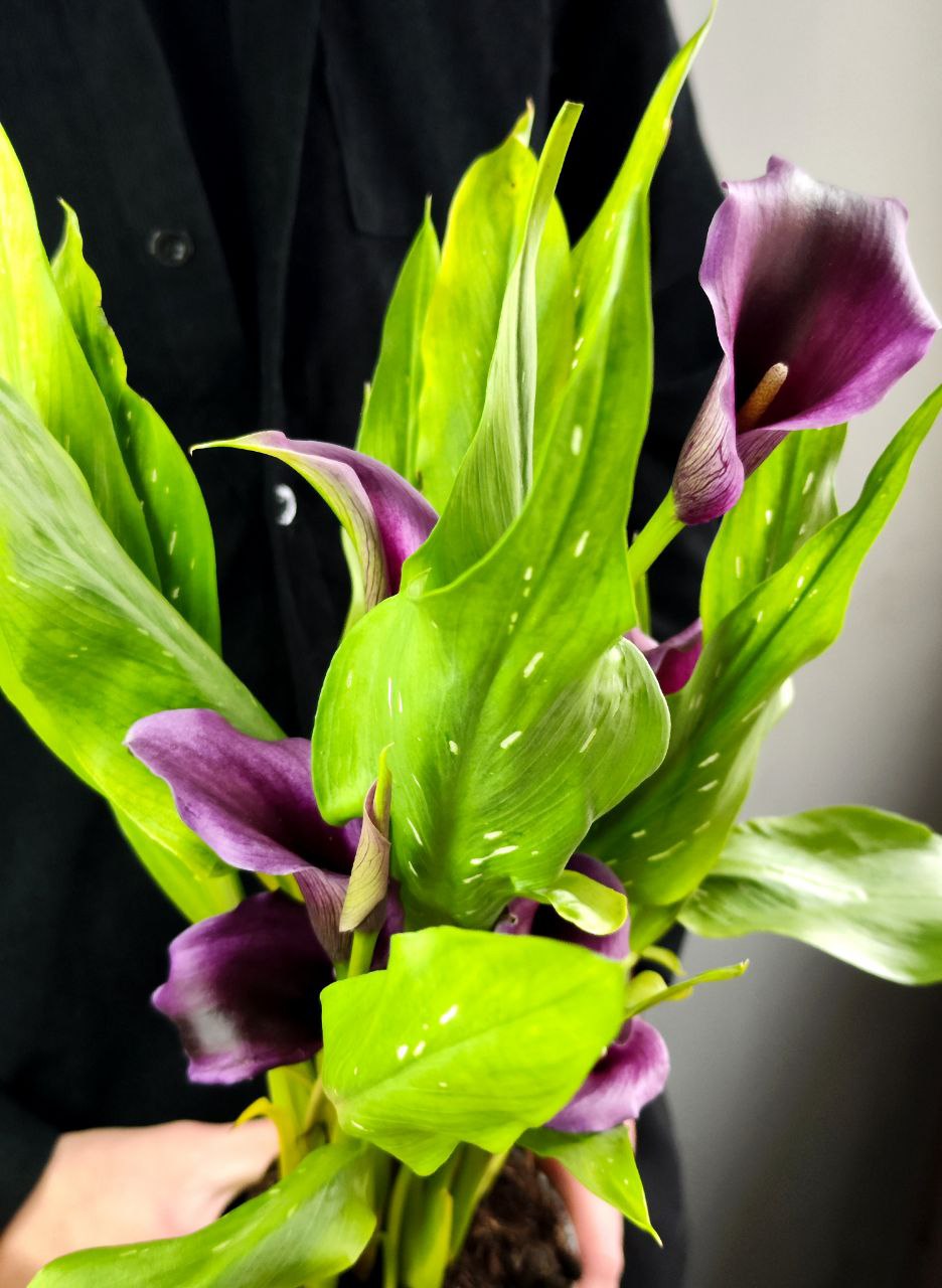 Зантедеския Фиолетоая (Zantedeschia Purple) D12см