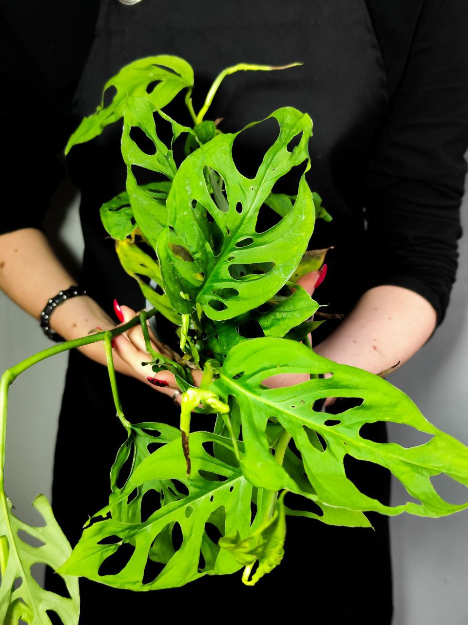 Монстера Акумината (Monstera Acuminata) D12см