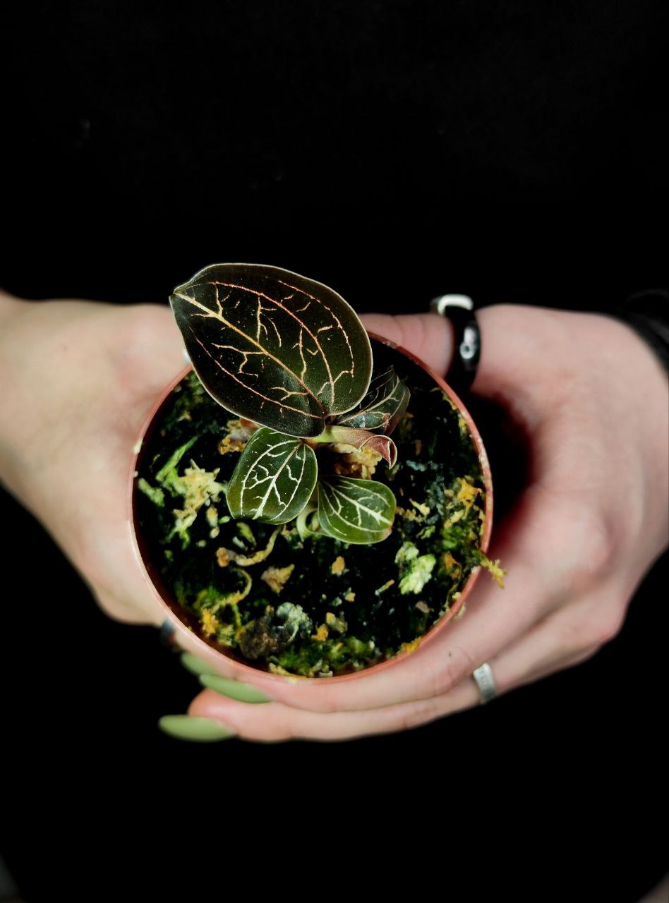 Орхидея Драгоценная Анектохилус Бурманикус (Jewel Orchid Anoectochilus Burmannicus) D7см