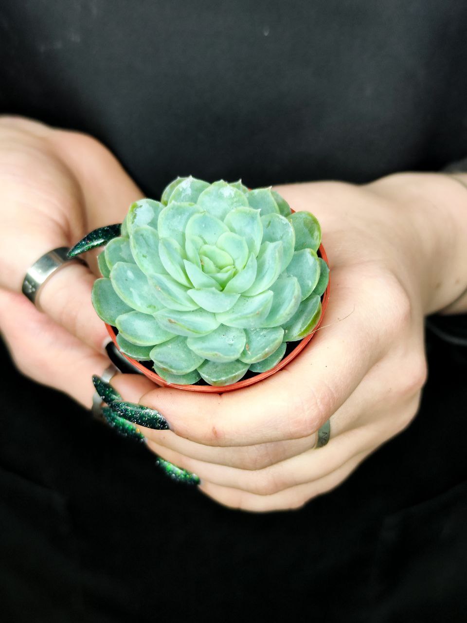 Эхеверия Изящная (Echeveria Elegans) D5см