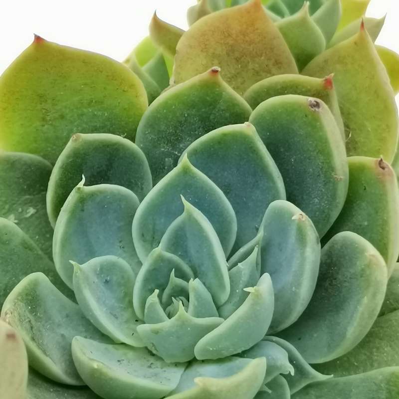 Граптопеталум Альтаир (Graptopetalum Altair) D5см