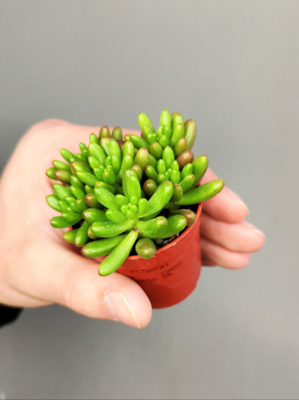 Седум Рубротинктум Грин (Sedum Rubrotinctum Green) D5см