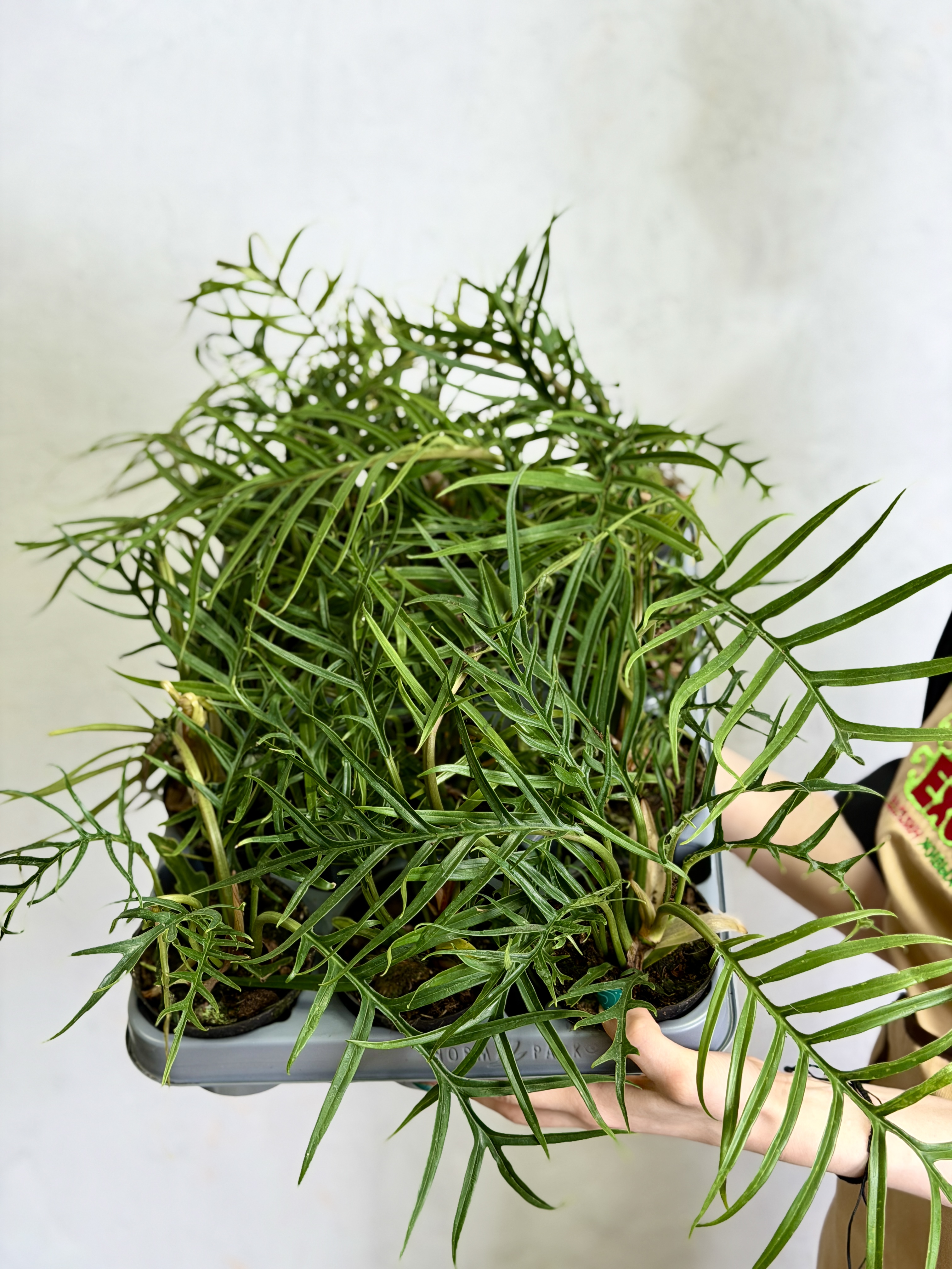 Филодендрон Элеганс Тортум (Philodendron Tortum) D11см