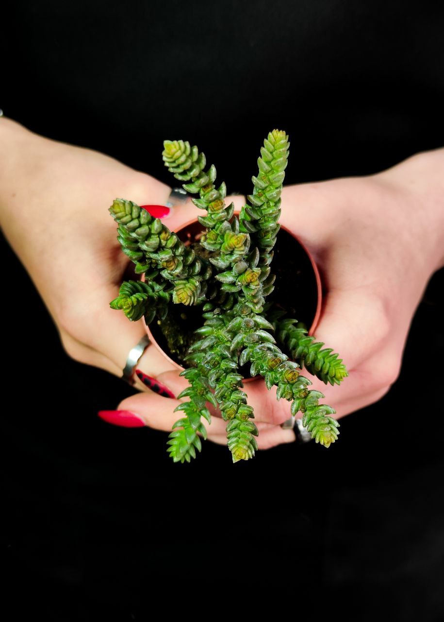 Крассула Мускоза (Crassula Muscosa) D5см