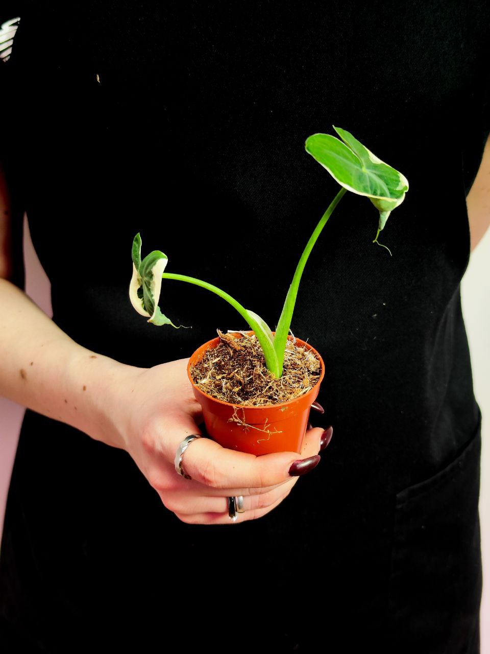 Алоказия Ксантозома Микки Маус (Alocasia Xanthosoma Mickey Mouse) D6см